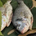 Ципура върху листа от смокиня
